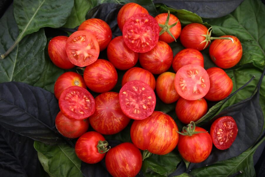 Tiny Tiger tomatfrön – micro dvärgtomat med röda och gula ränder | TummelstaChili