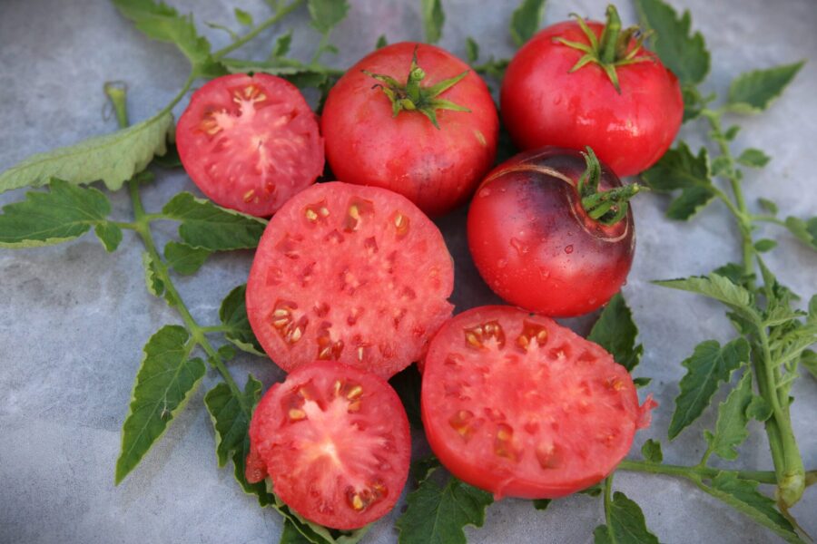 Indigo Blue Beauty tomatfrön – violetta bifftomater med anthocyaniner och svartröd mognad | TummelstaChili