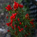 Odla Candlelight Mutant