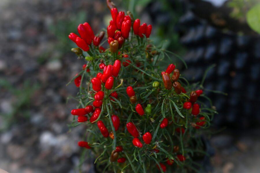 Candlelight Mutant med unika trådlika blad och små röda frukter – finsk samlarväxt | TummelstaChili