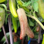 Odla Farmers Jalapeno