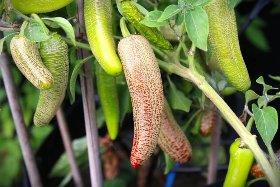 Farmers Jalapeno med korkat kantaloupe-liknande skal – jättejalapeño för fyllning | TummelstaChili