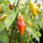 Odla Aji Flor Morado