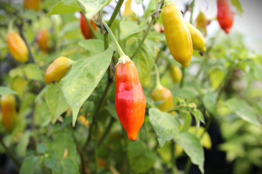 Aji Flor Morado chilifrön – brasiliansk baccatum med lila blommor | TummelstaChili