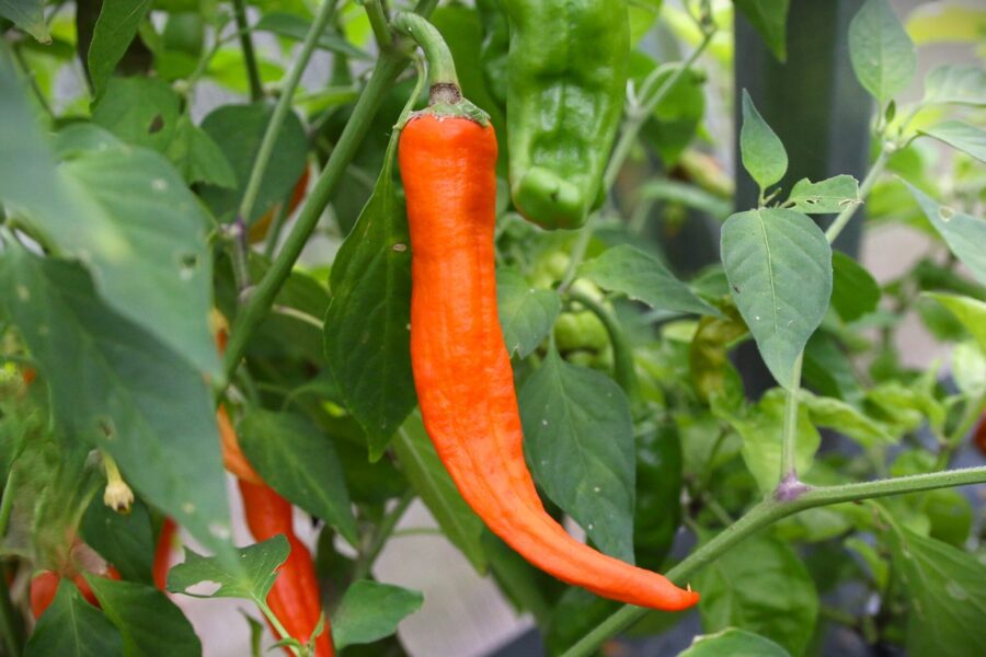 NuMex Sunset chilifrön – stora orangea New Mexico-chilis för ristras | TummelstaChili