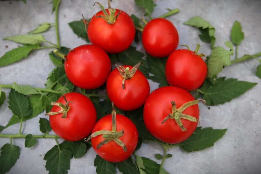 Mongolian Dwarf tomatfrön – sibirisk dvärgtomat med röda frukter | TummelstaChili