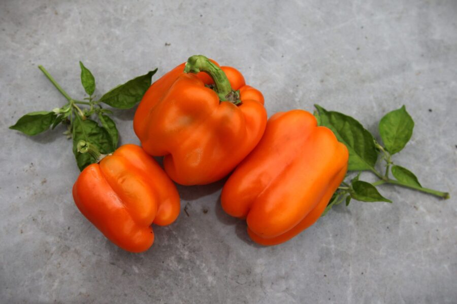 Orange Sun paprikafrön – söt orange blockpaprika för krukodling | TummelstaChili