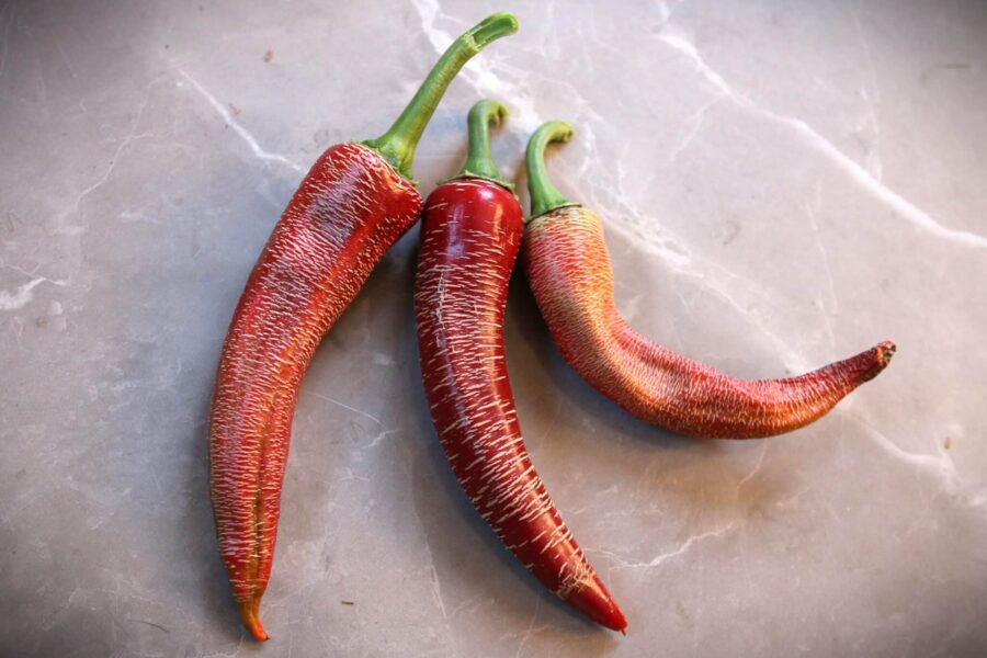 Elephant chilifrön – stora röda frukter med tjockt kött för fyllning | TummelstaChili