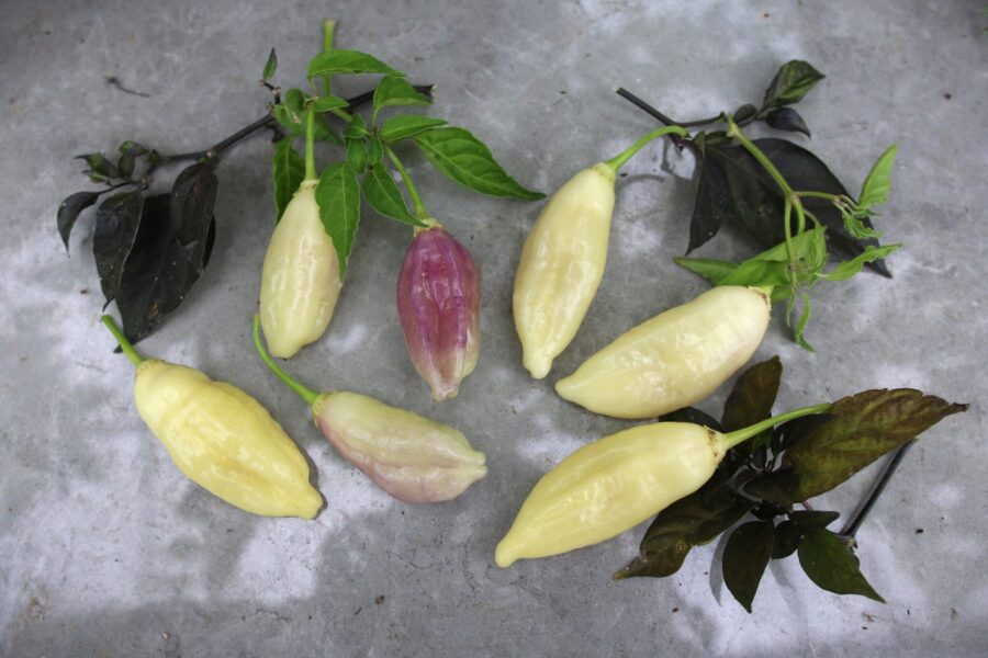 Icicle/Istapp chili – unik svensk korsning med vita istapp-formade frukter | Tummelsta Chili