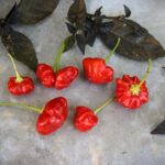 Odla Brazilian Starfish