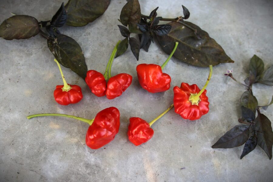 Brazilian Starfish chili – röda sjöstjärneformade frukter med ribbor | TummelstaChili