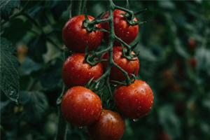 Högväxande Tomater