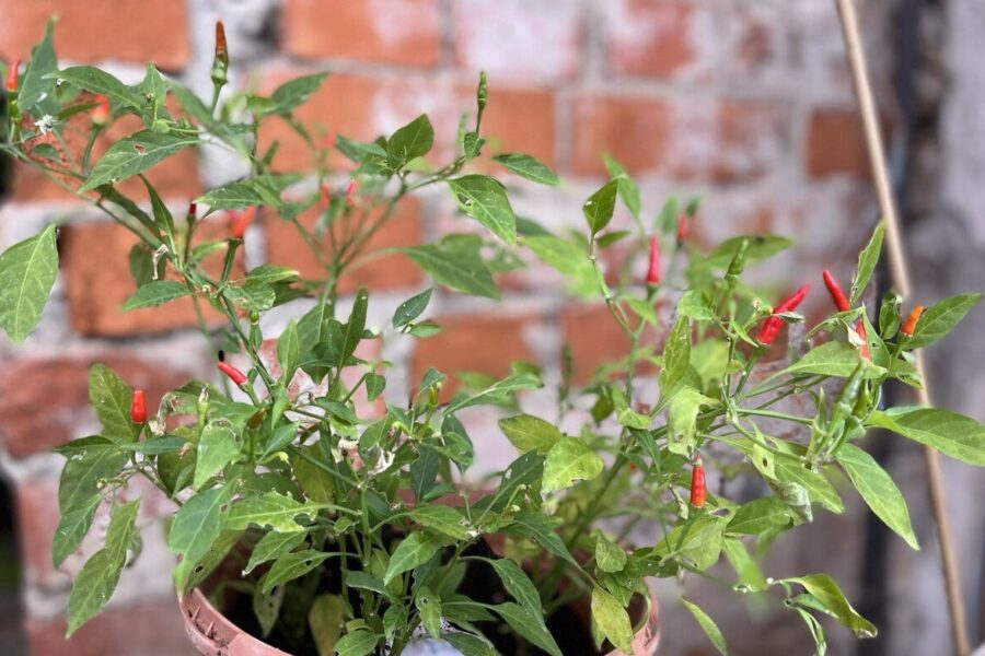 Demon Red chilifrön – kompakt prydnadschili med uppåtriktade röda frukter | TummelstaChili