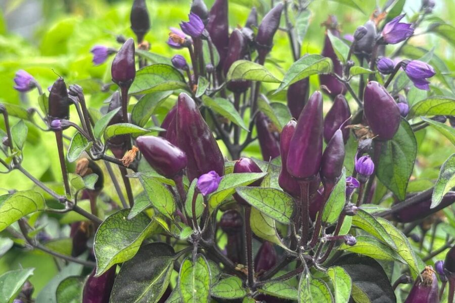Filius Blue chilifrön – färgsprakande prydnadschili med lila och röda frukter | TummelstaChili