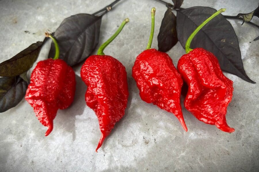 Jigsaw chilifrön – ultra-het superhot med puckliga röda frukter | TummelstaChili