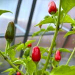 Odla Cobanero Teardrop