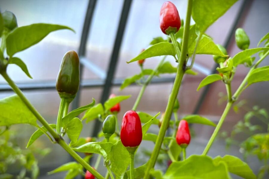 Cobanero Teardrop chilifrön – mayansk tårformad chili från Guatemala | TummelstaChili