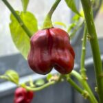 Odla Habanero Cappuccino