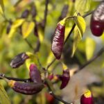 Odla Pimenta da Neyde