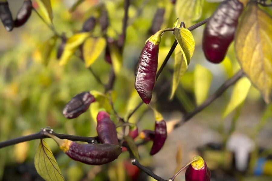 Pimenta da Neyde chilifrön – svarta frukter och mörka blad från Brasilien | TummelstaChili