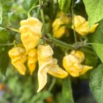 Odla Giant White Scorpion