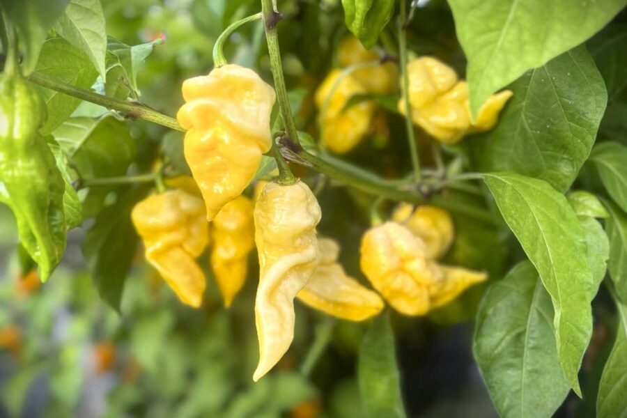 Giant White Scorpion chili – enorma cremevita frukter med skorpionsvans | Svenskodlade frön