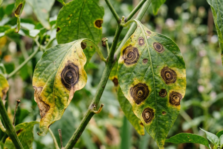 alternaria-pa-chili