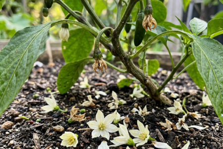 blomtappning-pa-chili