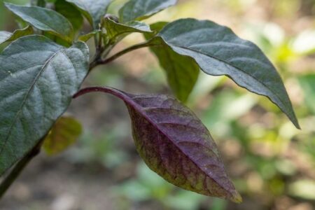 fosforbrist-pa-chili