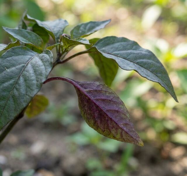 fosforbrist-pa-chili