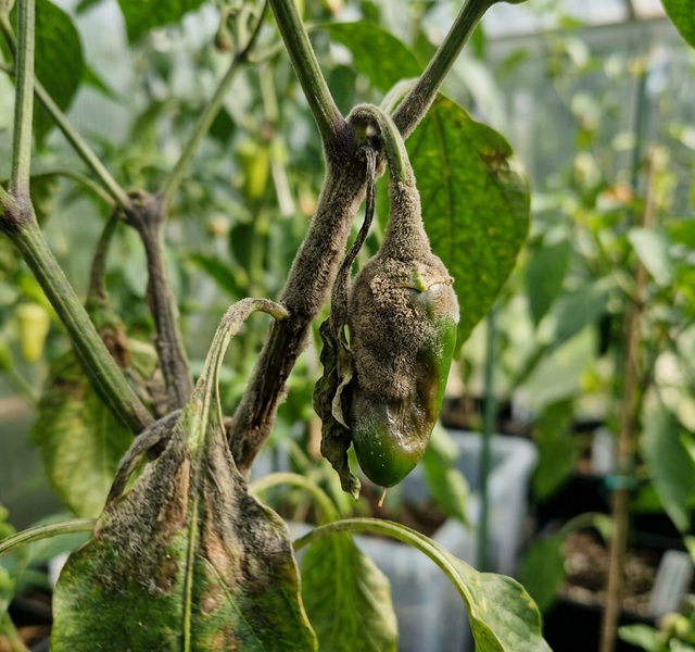 gramogel-pa-chili