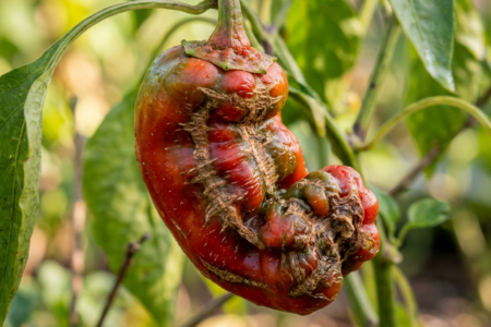 katansikte-pa-chili