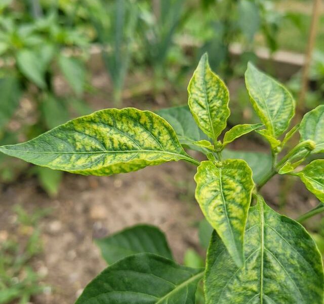 manganbrist-pa-chili