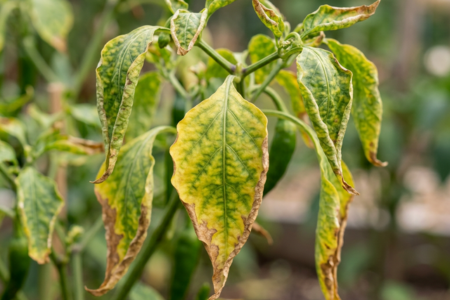 molybdenbrist-pa-chili