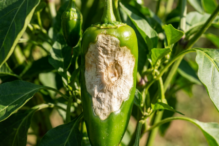 solbranna-pa-chili