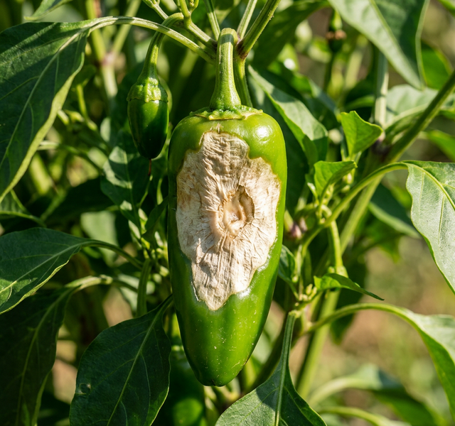solbranna-pa-chili