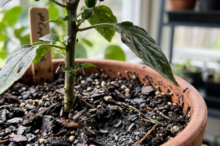 sorgmyggor-pa-chili