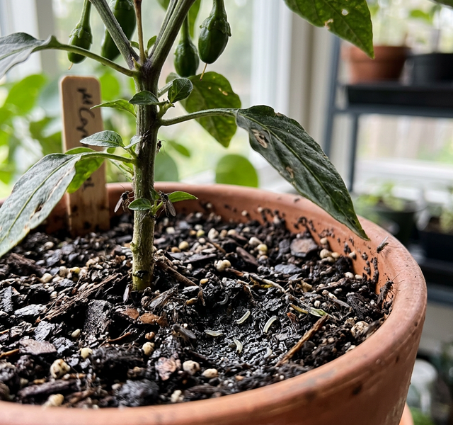 sorgmyggor-pa-chili