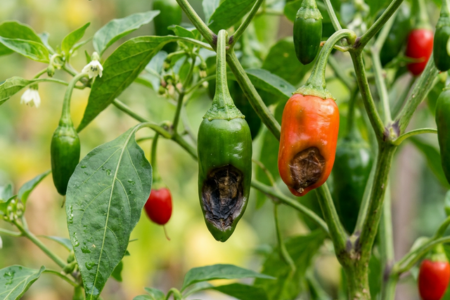 topprota-pa-chili