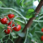 Odla Micro Cherry