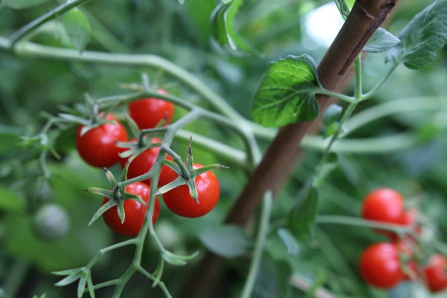 Micro Cherry