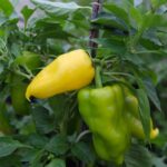 Odla Jalapeno Lemon Giant