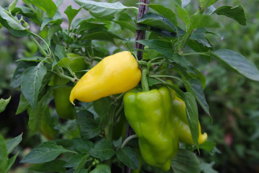 Jalapeno Lemon Giant