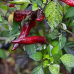 Odla Jalapeno Tiger