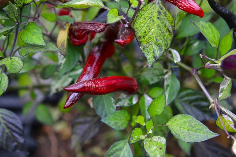 Jalapeno Tiger