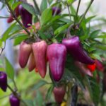 Odla Jalapeno Multicolor