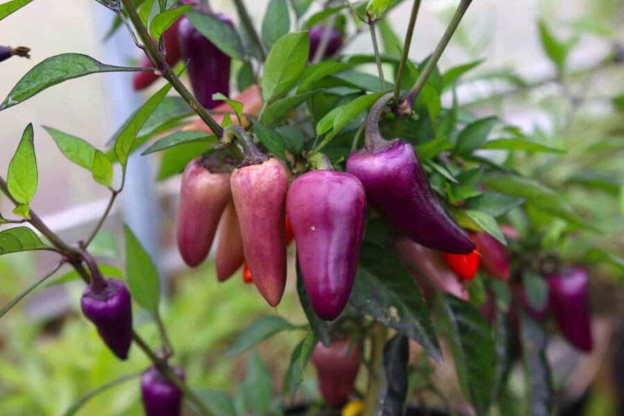 Jalapeno Multicolor
