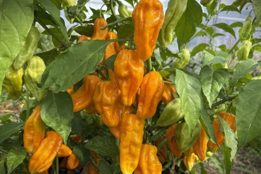 Madame Jeanette chilifrön – gula lyktformade frukter från Surinam | TummelstaChili