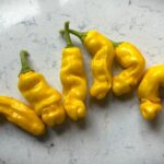 Odla Peter Pepper Yellow