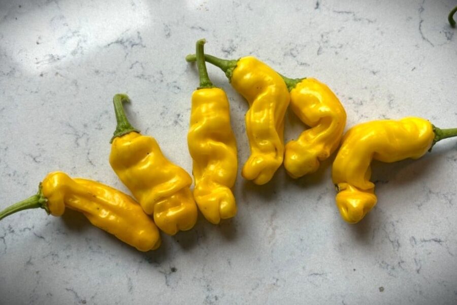 Peter Pepper Yellow